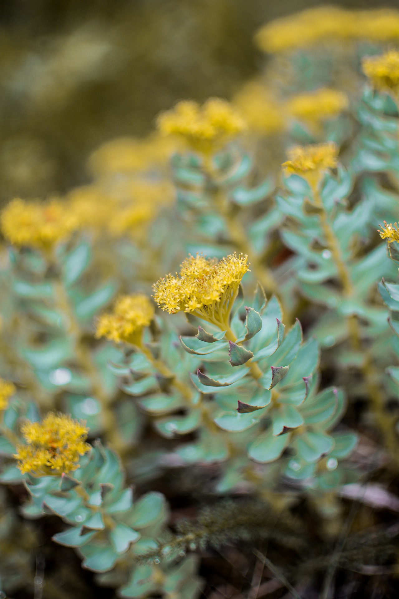 Hur fungerar Rhodiola rosea? Ta reda på mer om dess egenskaper! Hur fungerar Rhodiola rosea? Ta reda på mer om dess egenskaper!